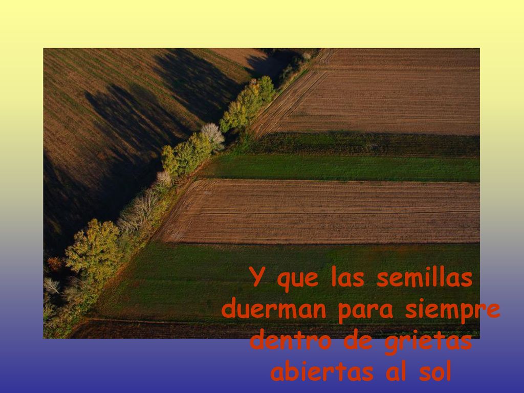 Y que las semillas duerman para siempre dentro de grietas abiertas al sol
