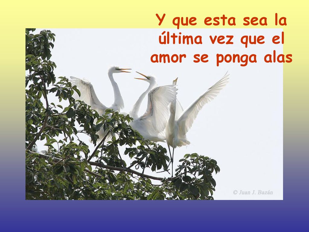 Y que esta sea la última vez que el amor se ponga alas