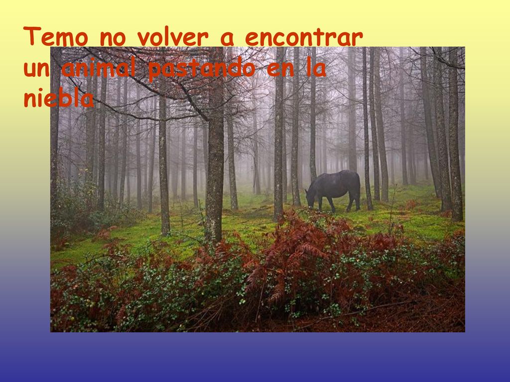 Temo no volver a encontrar un animal pastando en la niebla