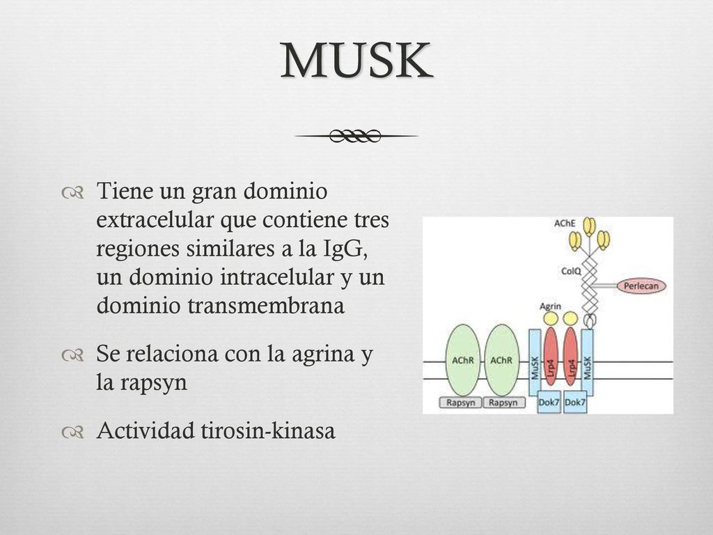 MUSK Tiene un gran dominio extracelular que contiene tres regiones similares a la IgG, un dominio intracelular y un dominio transmembrana.