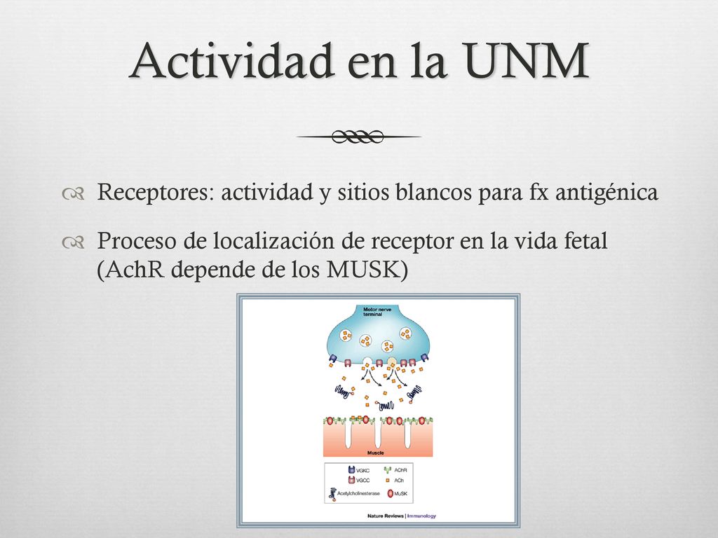Actividad en la UNM Receptores: actividad y sitios blancos para fx antigénica.