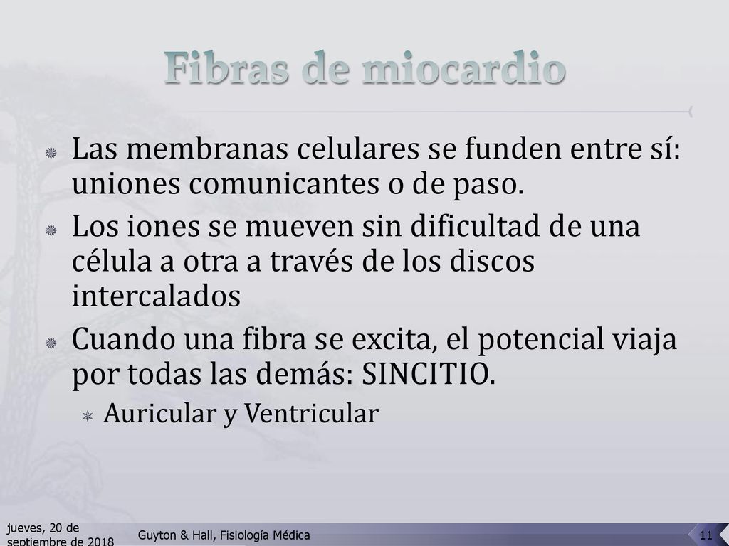 Fibras de miocardio Las membranas celulares se funden entre sí: uniones comunicantes o de paso.