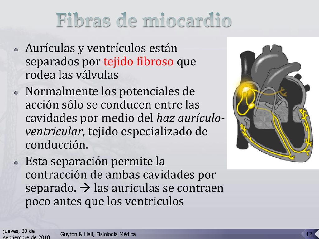 Fibras de miocardio Aurículas y ventrículos están separados por tejido fibroso que rodea las válvulas.