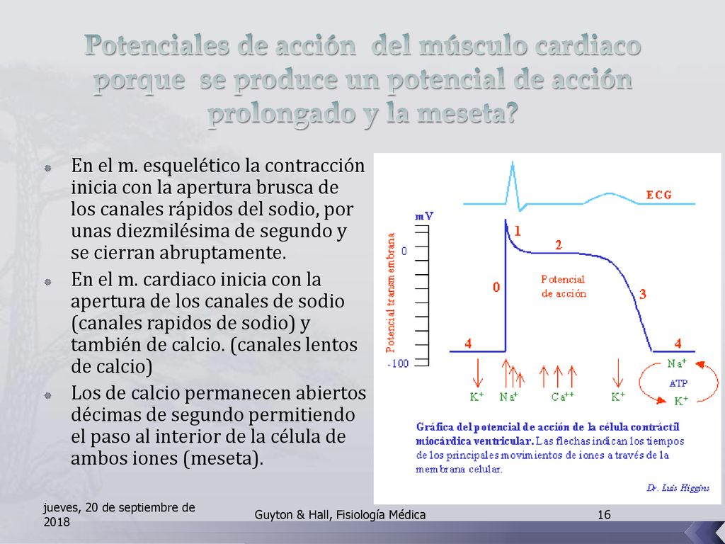 Potenciales de acción del músculo cardiaco porque se produce un potencial de acción prolongado y la meseta