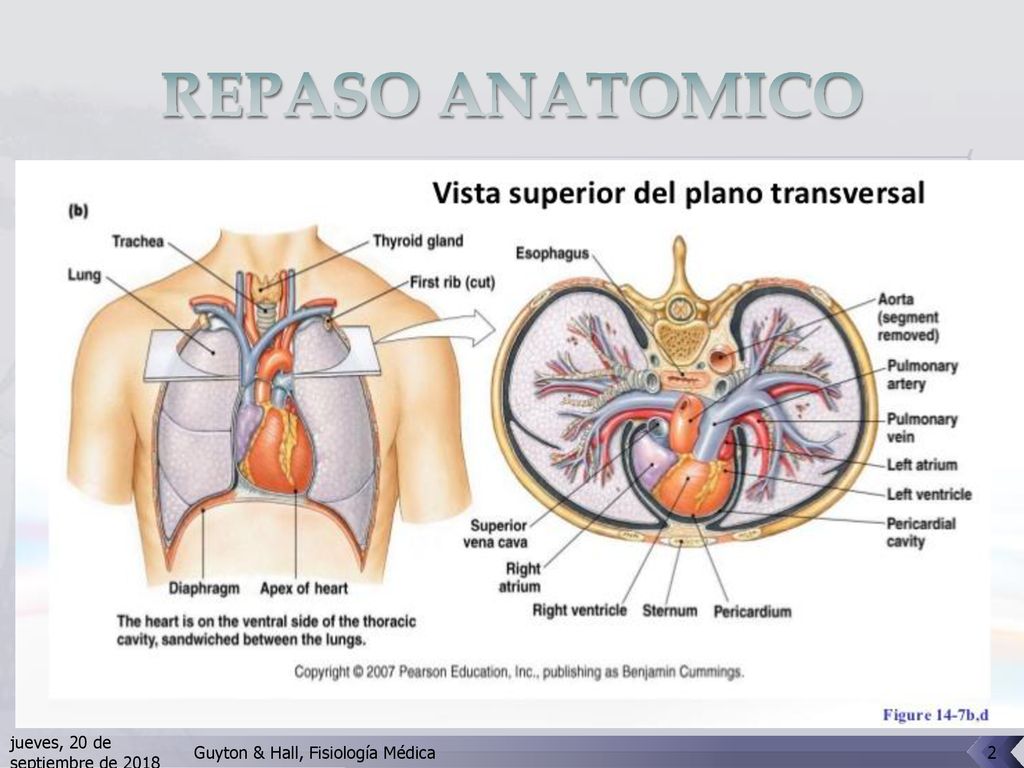 REPASO ANATOMICO jueves, 20 de septiembre de 2018jueves, 20 de septiembre de 2018.