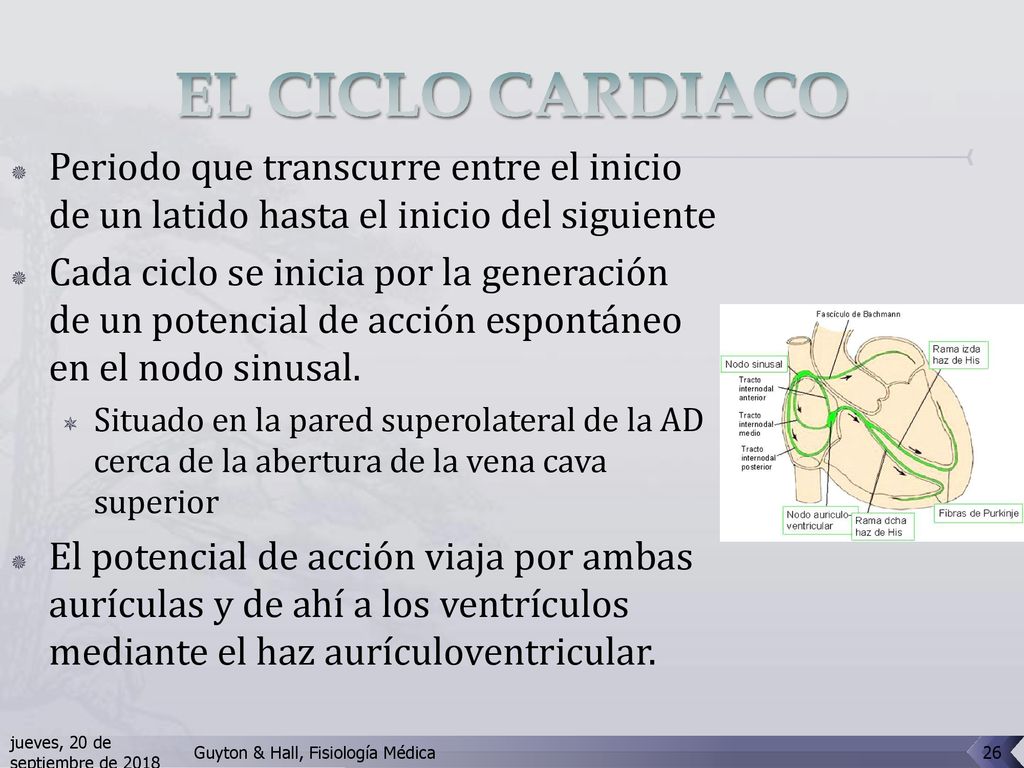 EL CICLO CARDIACO Periodo que transcurre entre el inicio de un latido hasta el inicio del siguiente.