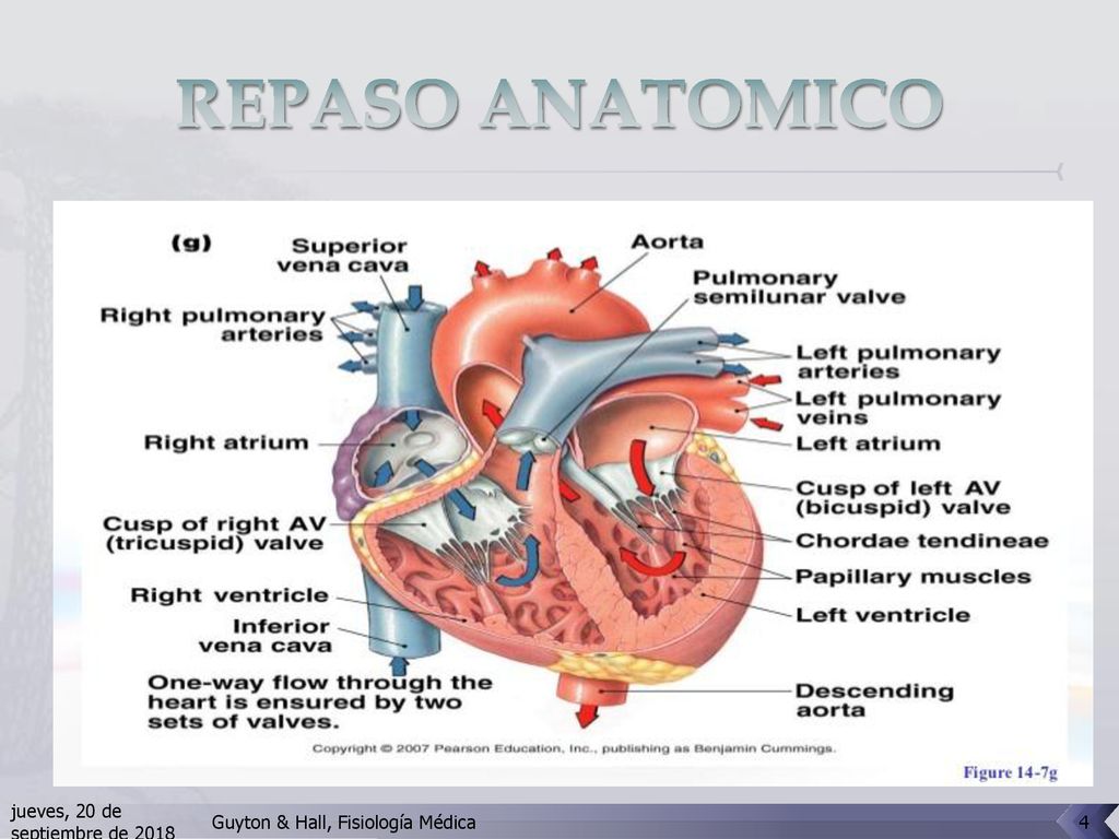 REPASO ANATOMICO jueves, 20 de septiembre de 2018jueves, 20 de septiembre de 2018.