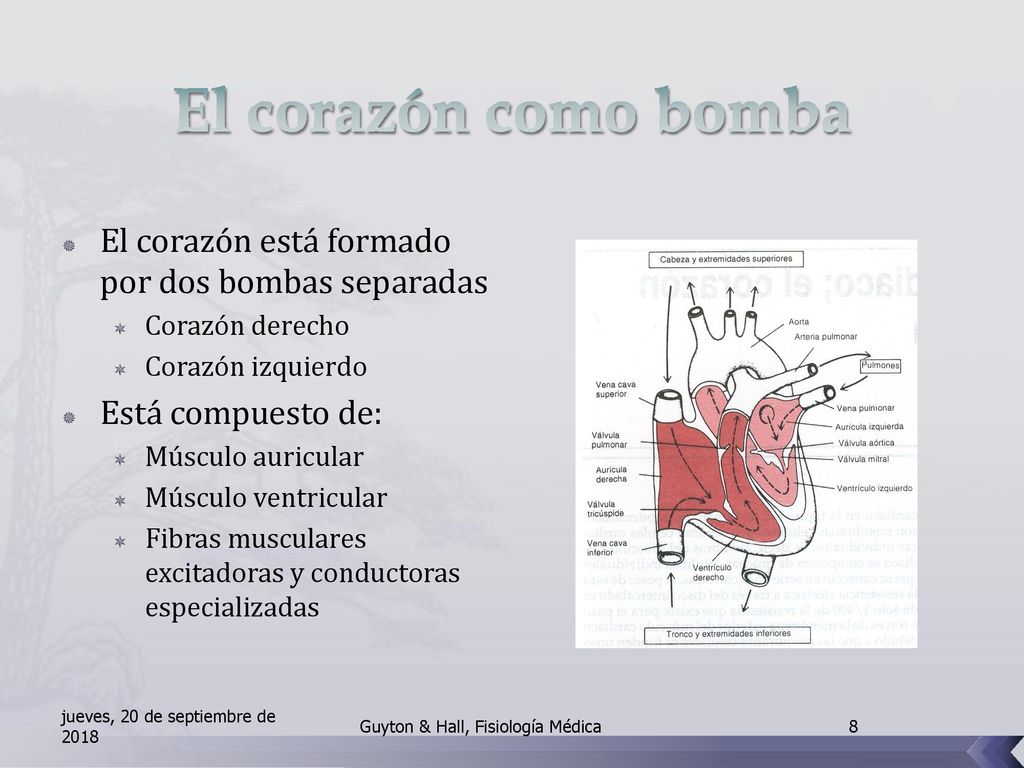 El corazón como bomba El corazón está formado por dos bombas separadas