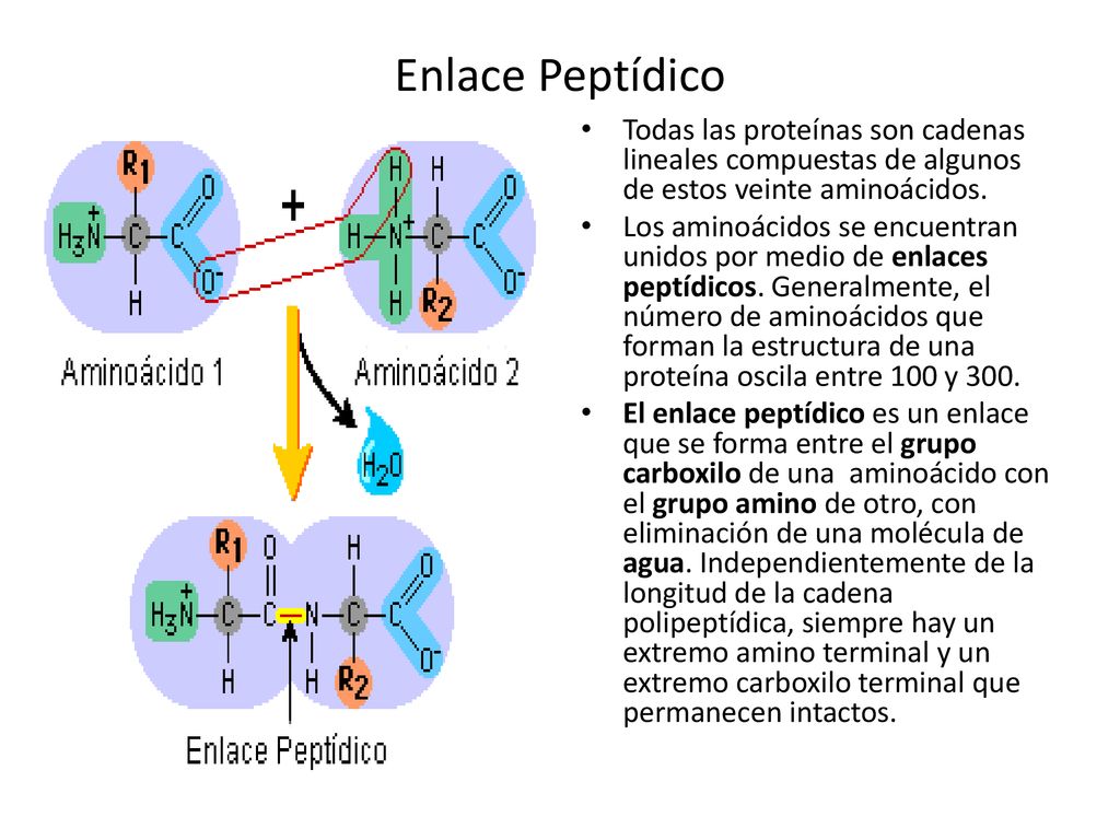 Enlace Peptídico Todas las proteínas son cadenas lineales compuestas de algunos de estos veinte aminoácidos.