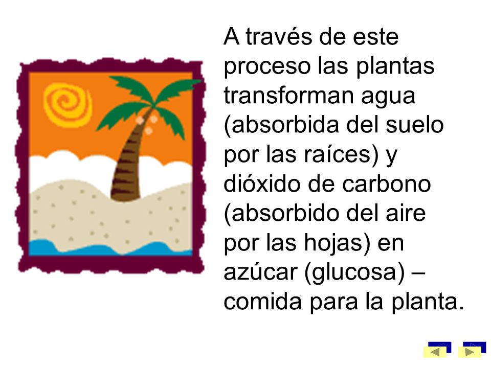 A través de este proceso las plantas transforman agua (absorbida del suelo por las raíces) y dióxido de carbono (absorbido del aire por las hojas) en azúcar (glucosa) –comida para la planta.