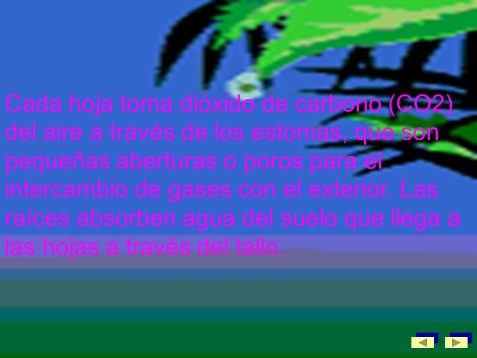 Cada hoja toma dióxido de carbono (CO2) del aire a través de los estomas, que son pequeñas aberturas o poros para el intercambio de gases con el exterior.