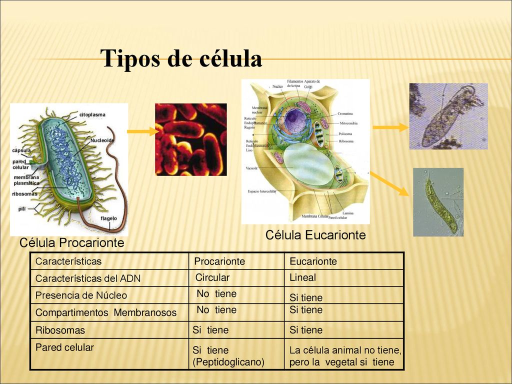 Tipos de célula Célula Eucarionte Célula Procarionte Características
