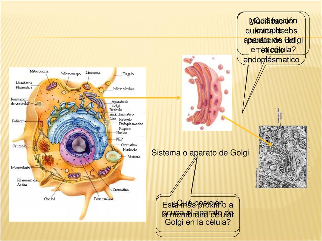 Modificación química de los productos del retículo endoplásmatico