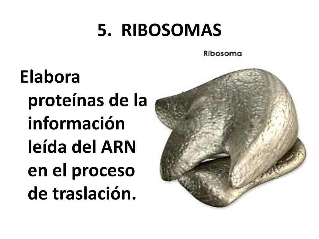 5. RIBOSOMAS Elabora proteínas de la información leída del ARN en el proceso de traslación.