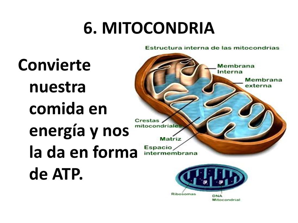 6. MITOCONDRIA Convierte nuestra comida en energía y nos la da en forma de ATP.