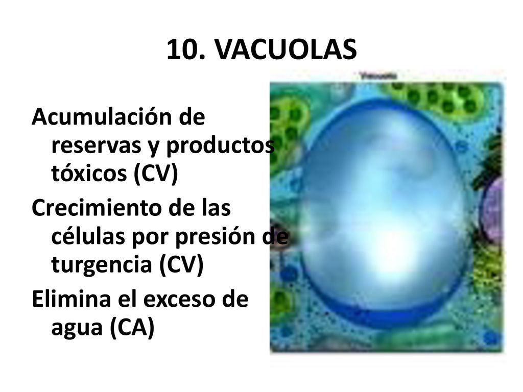 10. VACUOLAS Acumulación de reservas y productos tóxicos (CV)