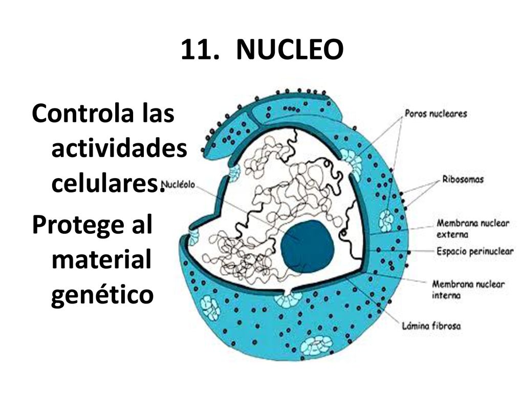 11. NUCLEO Controla las actividades celulares. Protege al material genético