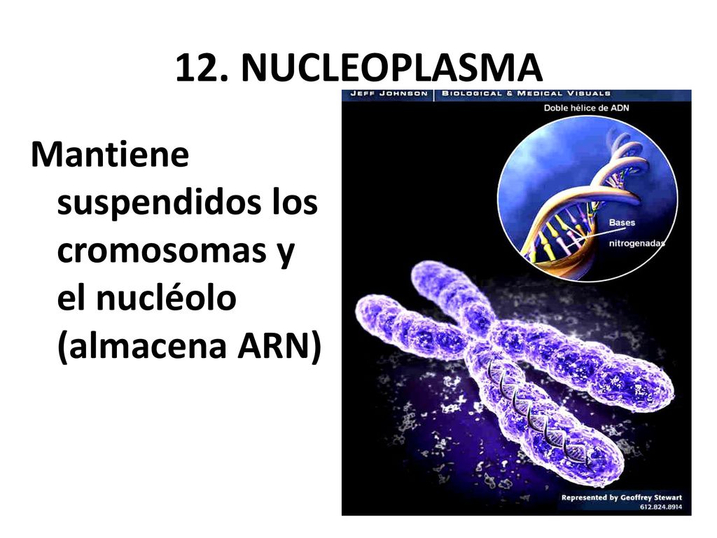 12. NUCLEOPLASMA Mantiene suspendidos los cromosomas y el nucléolo (almacena ARN)