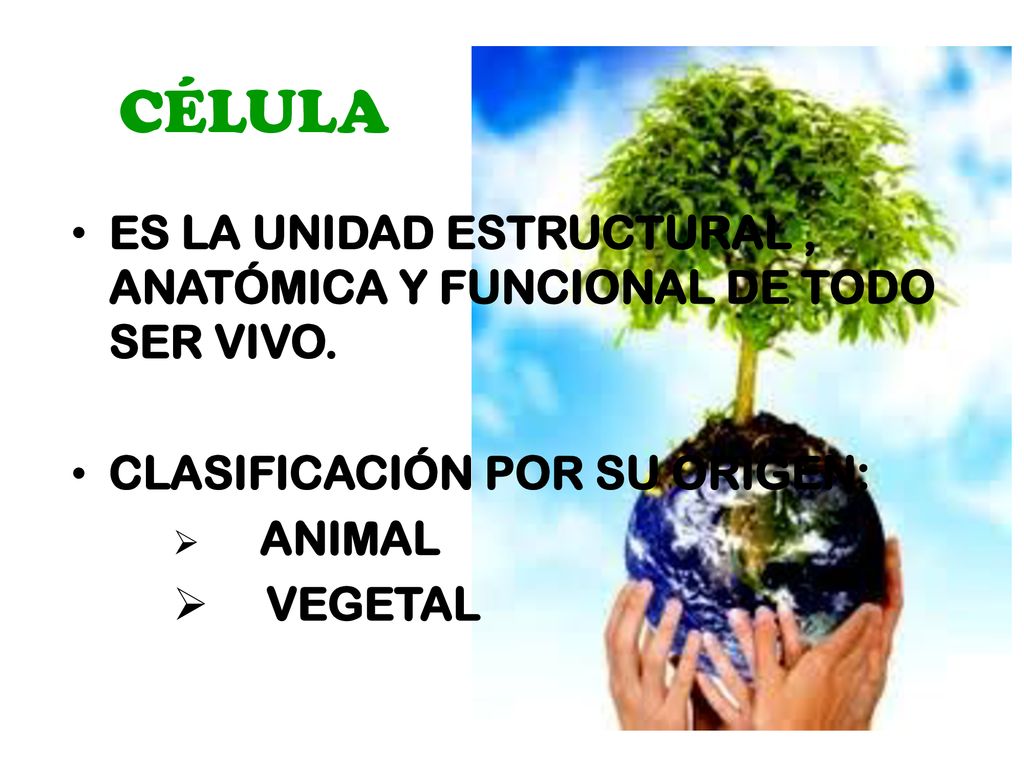 CÉLULA ES LA UNIDAD ESTRUCTURAL , ANATÓMICA Y FUNCIONAL DE TODO SER VIVO. CLASIFICACIÓN POR SU ORIGEN: