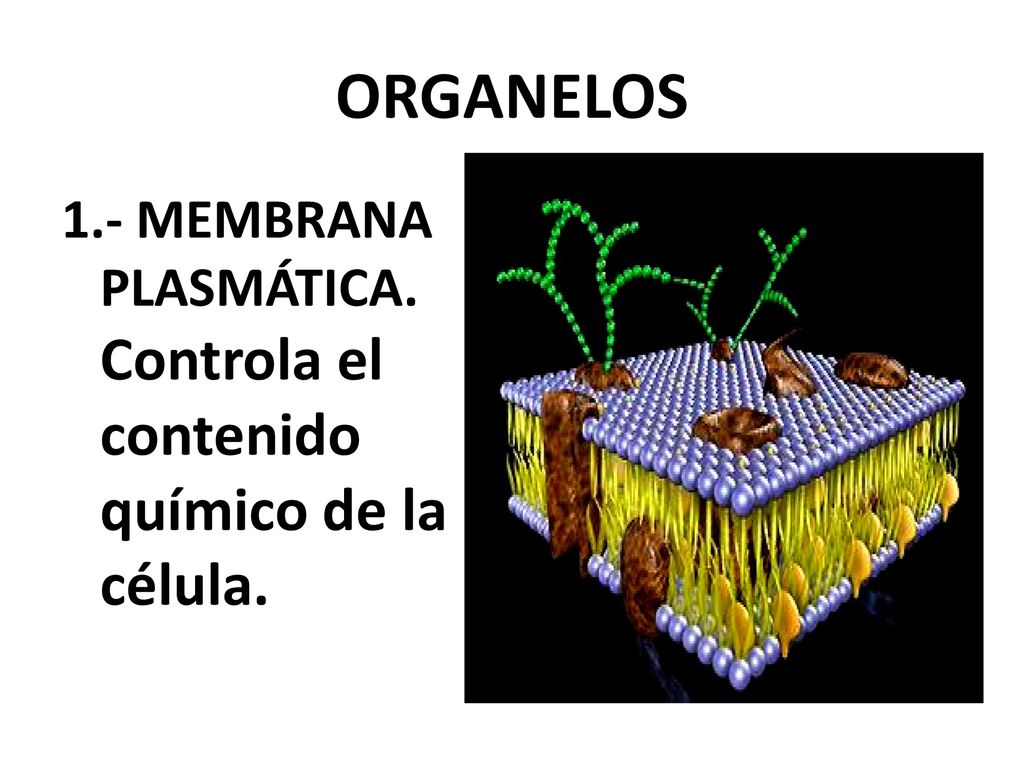 ORGANELOS 1.- MEMBRANA PLASMÁTICA. Controla el contenido químico de la célula.