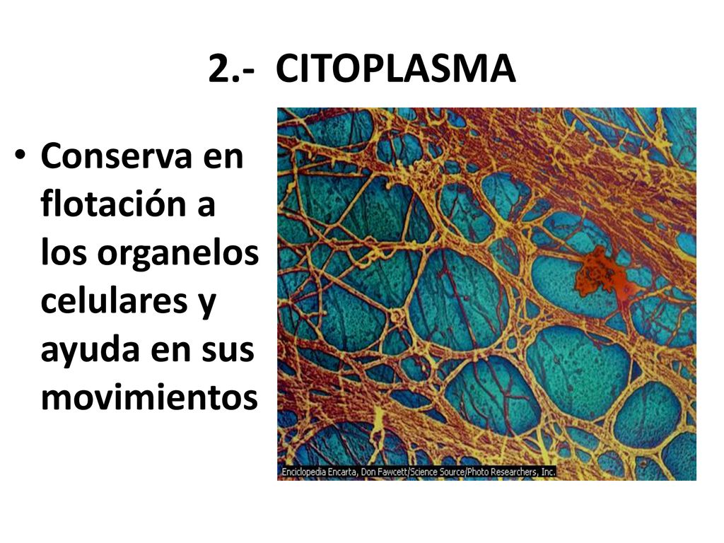 2.- CITOPLASMA Conserva en flotación a los organelos celulares y ayuda en sus movimientos