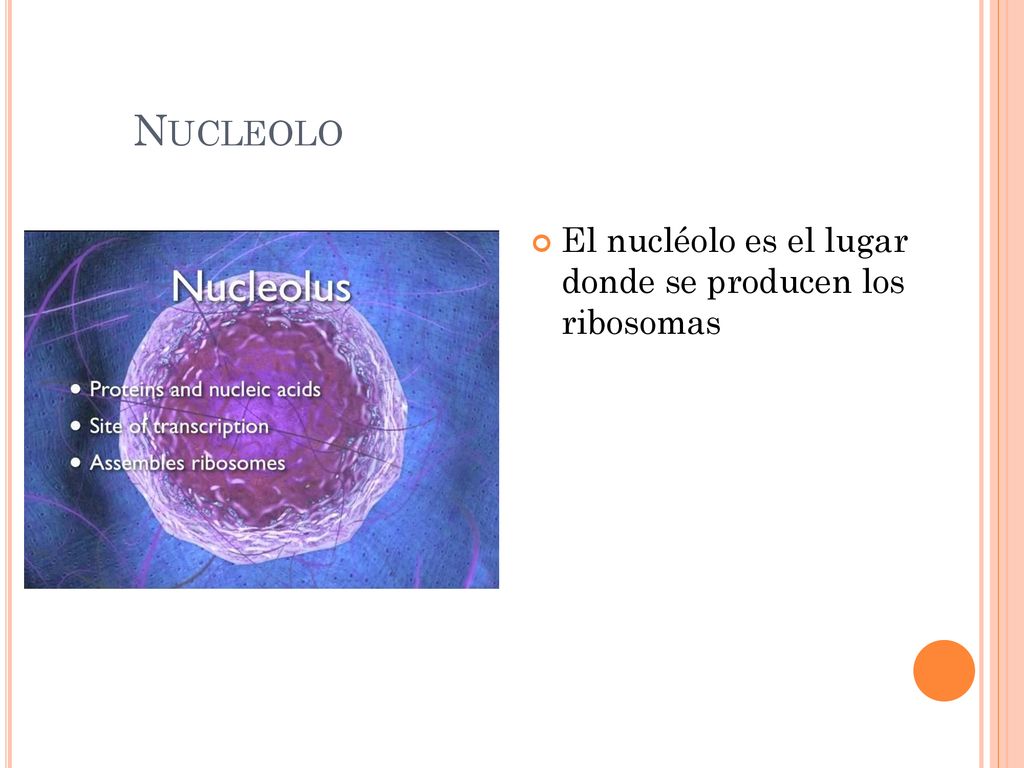 Nucleolo El nucléolo es el lugar donde se producen los ribosomas