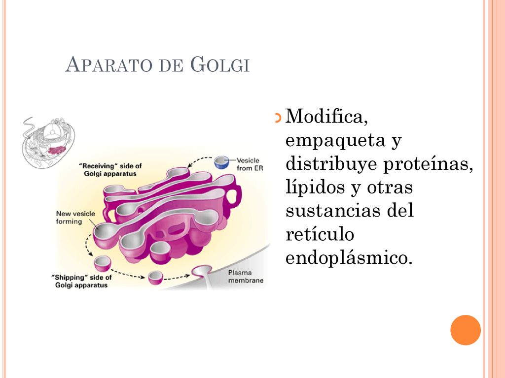 Aparato de Golgi Modifica, empaqueta y distribuye proteínas, lípidos y otras sustancias del retículo endoplásmico.