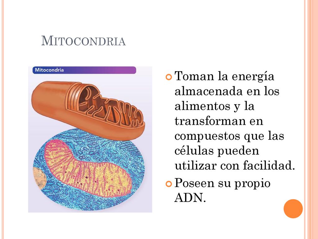 Mitocondria Toman la energía almacenada en los alimentos y la transforman en compuestos que las células pueden utilizar con facilidad.