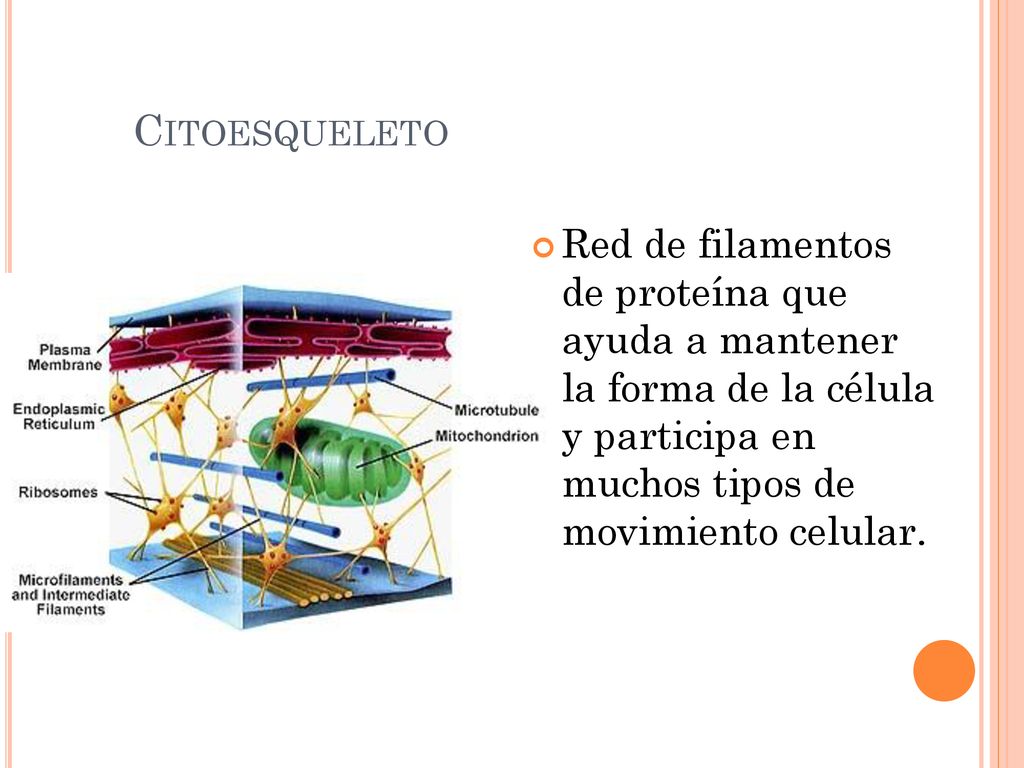 Citoesqueleto Red de filamentos de proteína que ayuda a mantener la forma de la célula y participa en muchos tipos de movimiento celular.
