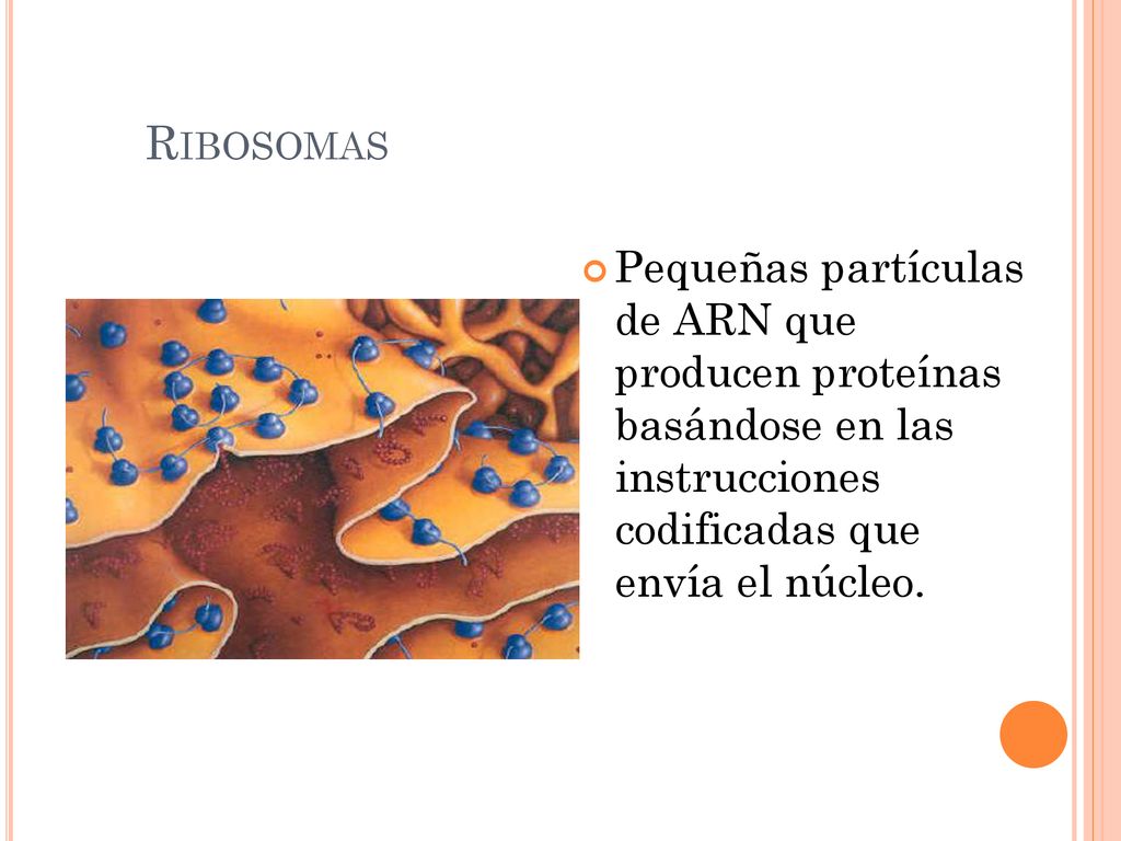 Ribosomas Pequeñas partículas de ARN que producen proteínas basándose en las instrucciones codificadas que envía el núcleo.