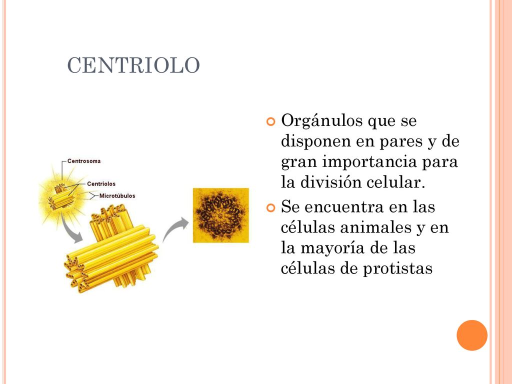 CENTRIOLO Orgánulos que se disponen en pares y de gran importancia para la división celular.