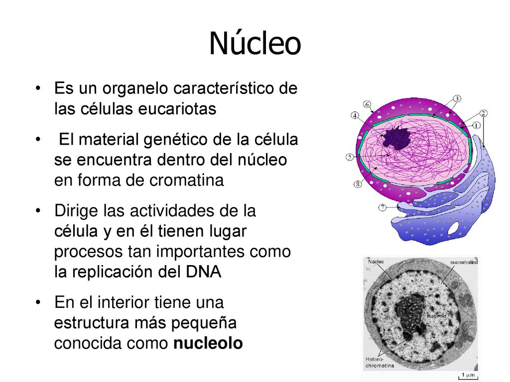 Núcleo Es un organelo característico de las células eucariotas