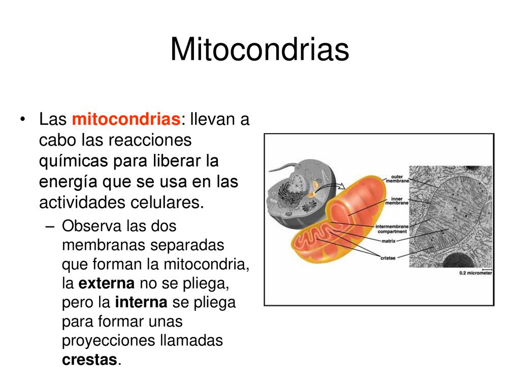 Mitocondrias Las mitocondrias: llevan a cabo las reacciones químicas para liberar la energía que se usa en las actividades celulares.