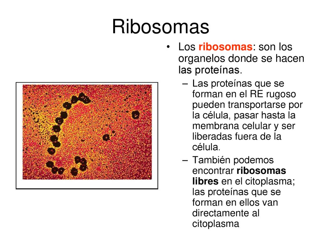 Ribosomas Los ribosomas: son los organelos donde se hacen las proteínas.