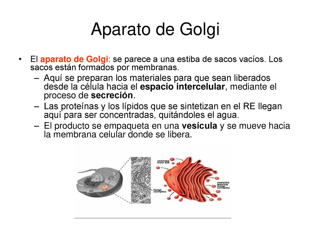 Aparato de Golgi El aparato de Golgi: se parece a una estiba de sacos vacíos. Los sacos están formados por membranas.