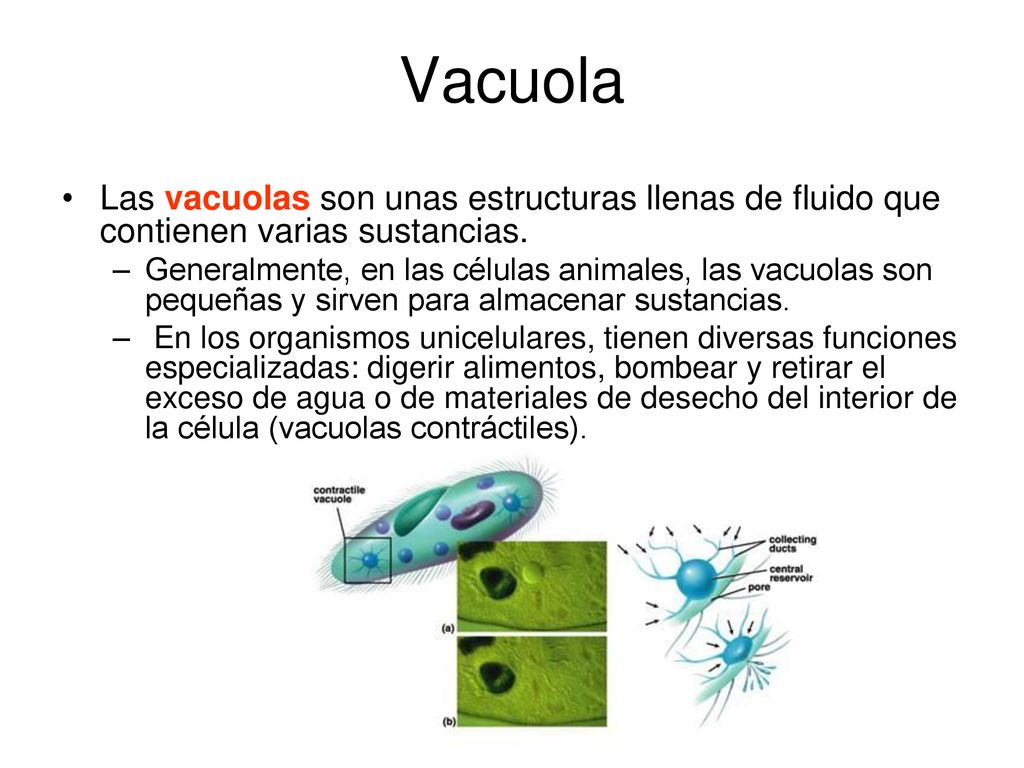 Vacuola Las vacuolas son unas estructuras llenas de fluido que contienen varias sustancias.