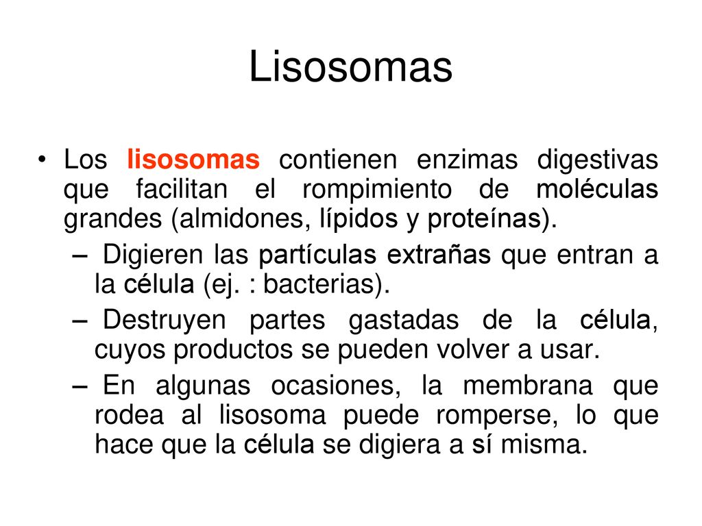 Lisosomas Los lisosomas contienen enzimas digestivas que facilitan el rompimiento de moléculas grandes (almidones, lípidos y proteínas).