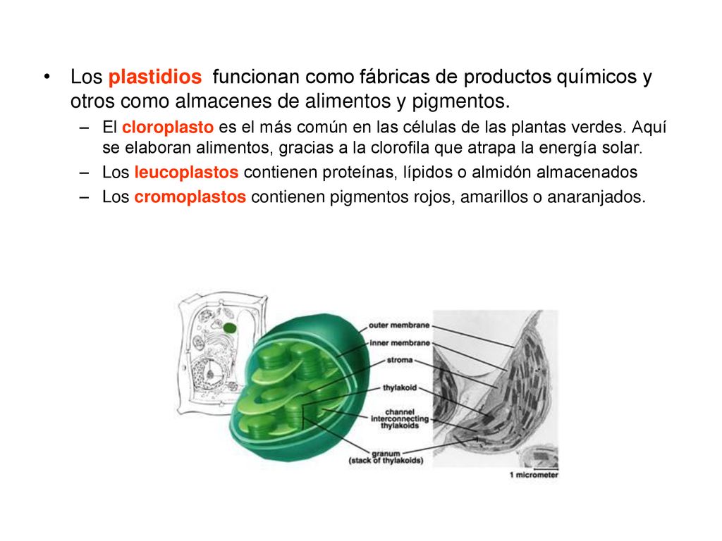 Los plastidios funcionan como fábricas de productos químicos y otros como almacenes de alimentos y pigmentos.