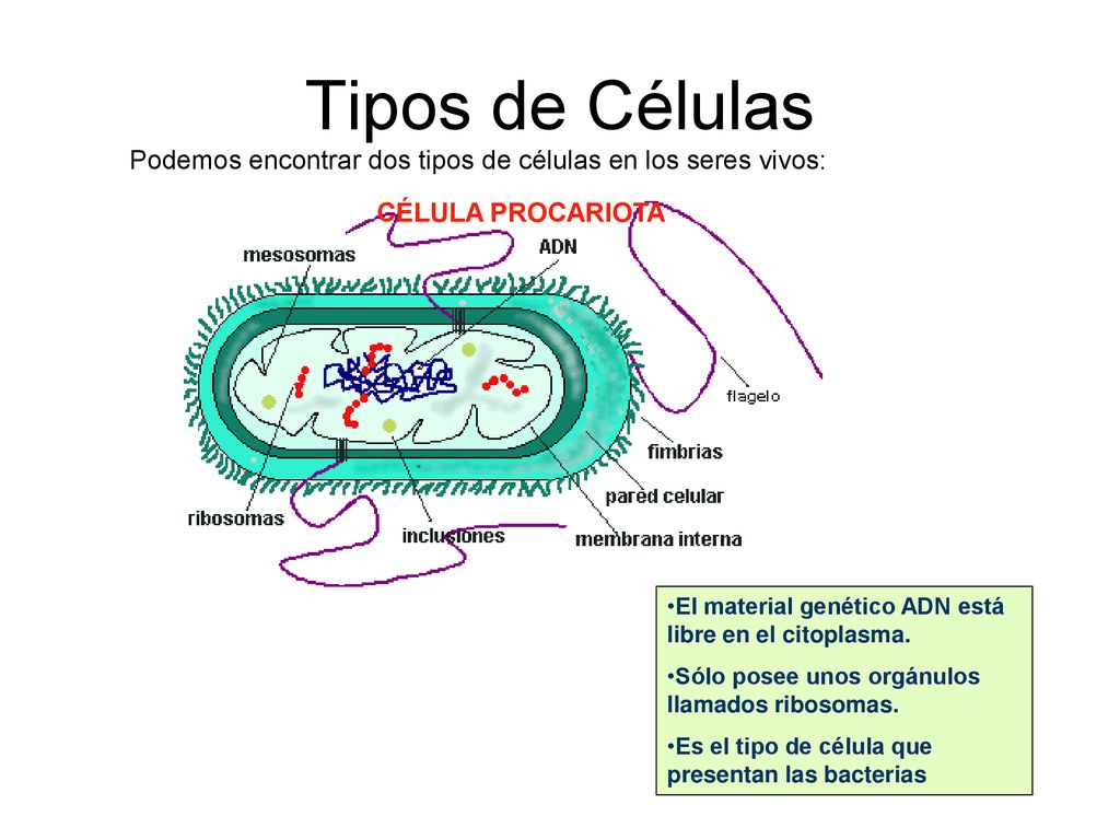 Tipos de Células Podemos encontrar dos tipos de células en los seres vivos: CÉLULA PROCARIOTA.