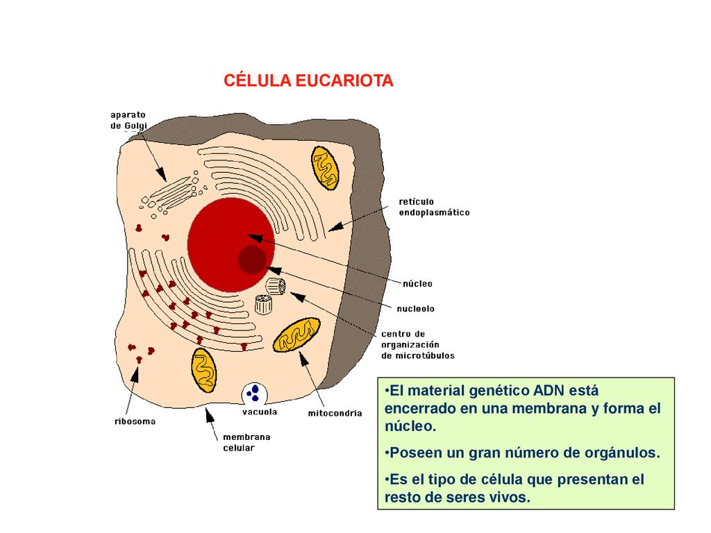 CÉLULA EUCARIOTA El material genético ADN está encerrado en una membrana y forma el núcleo. Poseen un gran número de orgánulos.