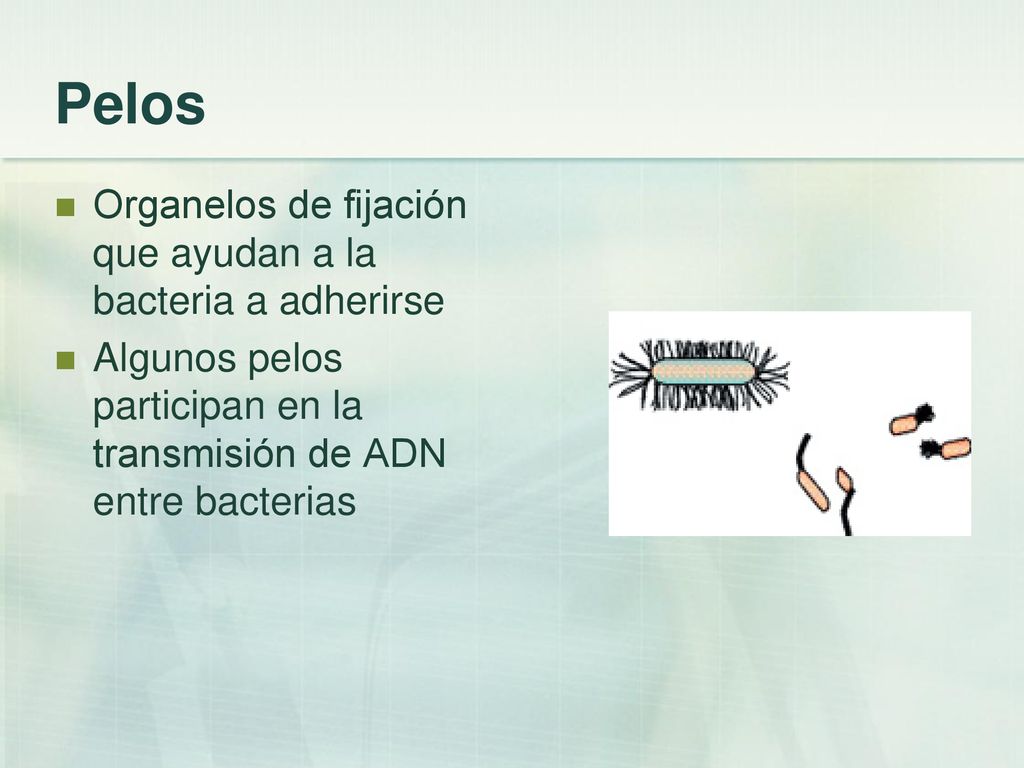 Pelos Organelos de fijación que ayudan a la bacteria a adherirse