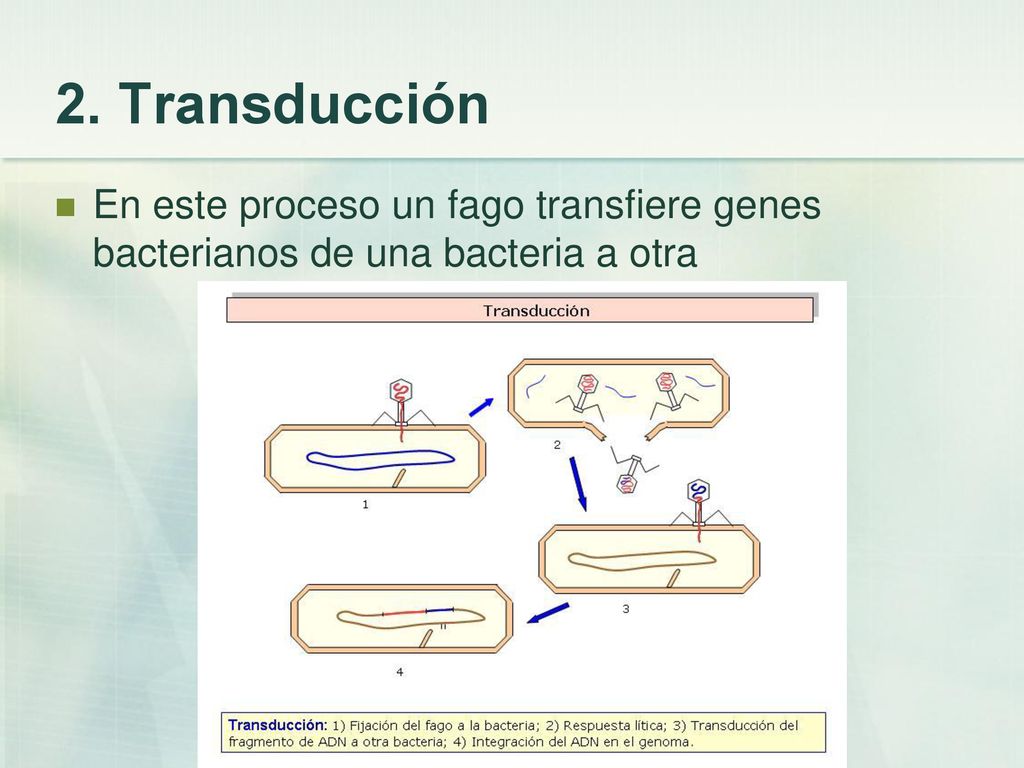 2. Transducción En este proceso un fago transfiere genes bacterianos de una bacteria a otra
