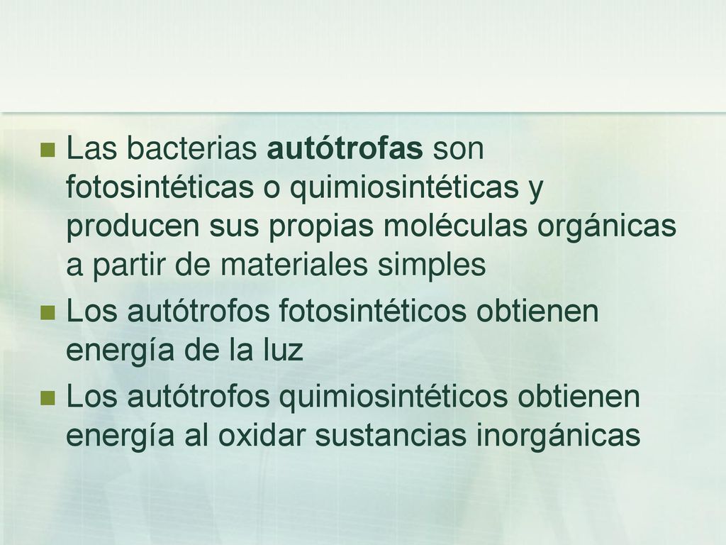 Las bacterias autótrofas son fotosintéticas o quimiosintéticas y producen sus propias moléculas orgánicas a partir de materiales simples
