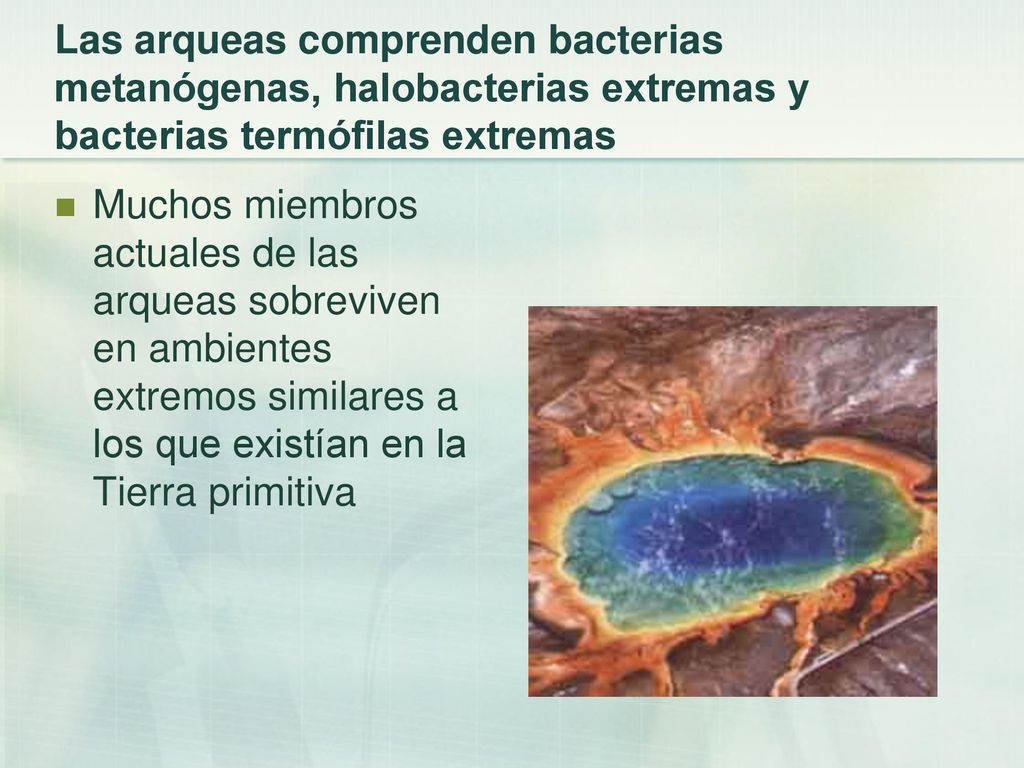 Las arqueas comprenden bacterias metanógenas, halobacterias extremas y bacterias termófilas extremas