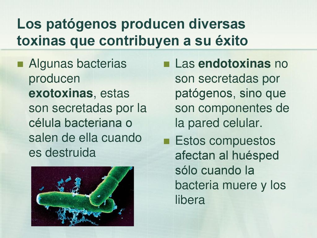 Los patógenos producen diversas toxinas que contribuyen a su éxito