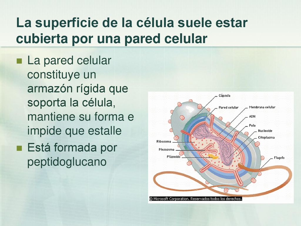 La superficie de la célula suele estar cubierta por una pared celular