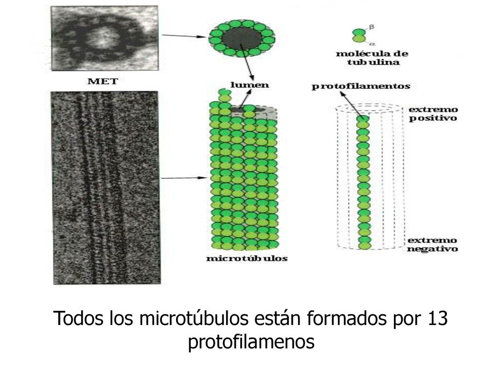 Todos los microtúbulos están formados por 13 protofilamenos