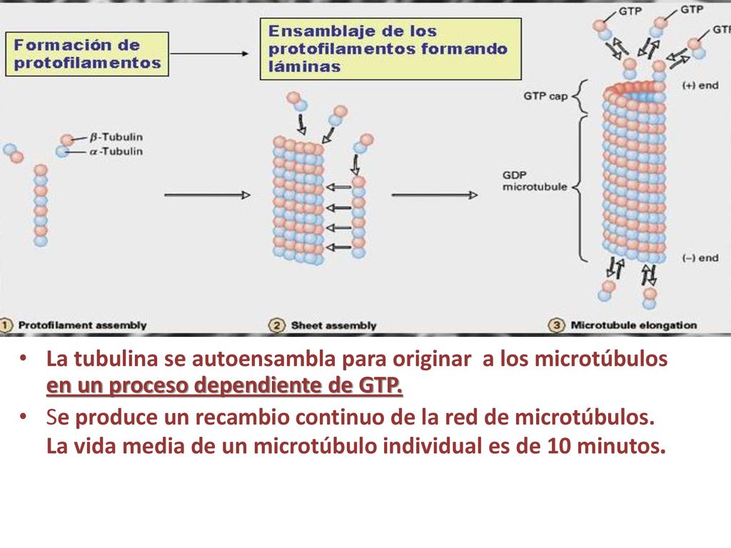 La tubulina se autoensambla para originar a los microtúbulos en un proceso dependiente de GTP.