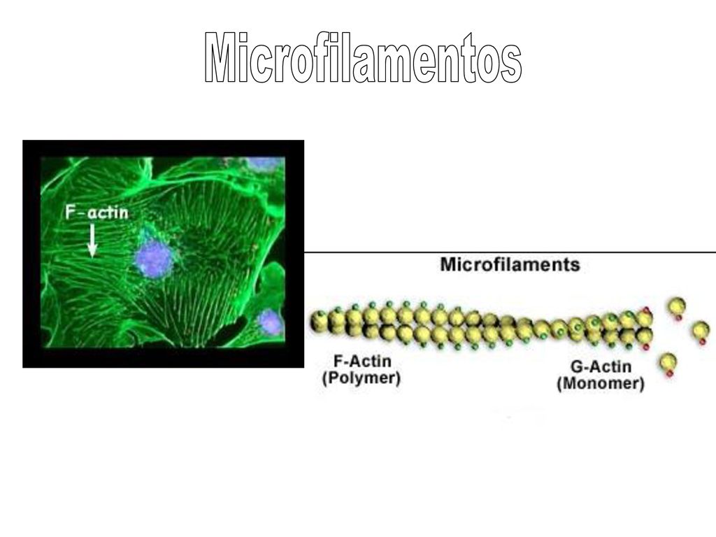 Ésta forma polímeros de alrededor de 5 a 6 nm de diámetro.