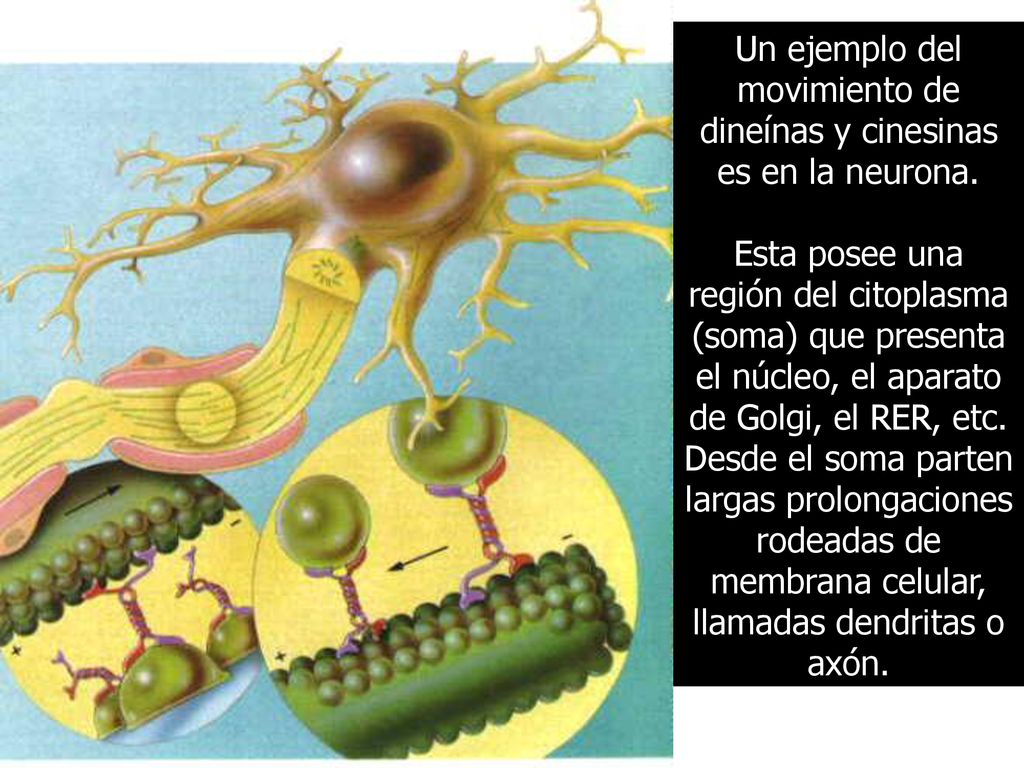 Un ejemplo del movimiento de dineínas y cinesinas es en la neurona.